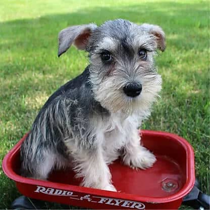 Miniature Schnauzer